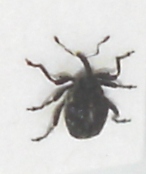 Ceutorhynchus euphorbiae, Valje, 2008-11-13