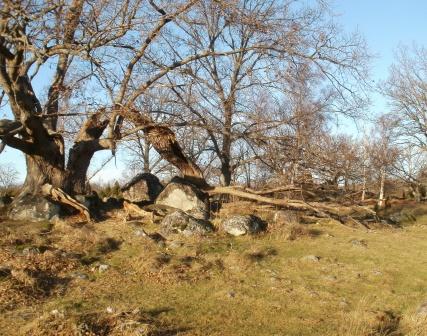Fyndplats för brun lövsvampbagge, Almö, 13 januari 2012