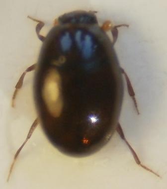 Aeletes atomarius, S&ouml;lvesborg, 9 januari 2013