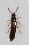 Alevonota gracilenta, Listershuvud, 24 april 2009