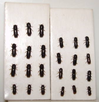 Xyleborinus alni resp. Xyleborinus saxesenii, Karlshamn, 2008-09-08