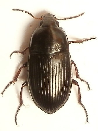 Amara tricuspidata, S&ouml;lvesborg, 27 juni 2011