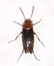 Anaspis ruficollis, Solhem, Karlshamn, 2010-05-07