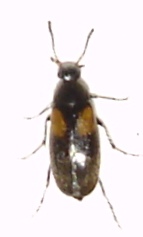Anaspis fasciata, Karlshamn, 2010-06-17