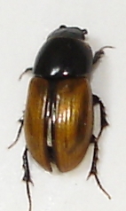 Aphodius merdarius, Ynde, 2007-05-03