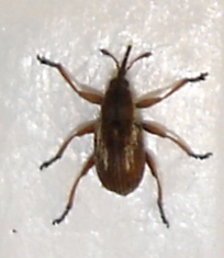 Apion fuscirostre, Karlshamn, 2010-06-17