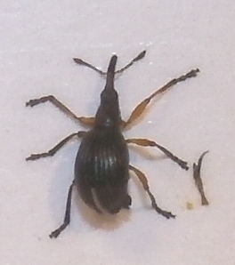 Apion interjectum, S&ouml;lvesborg, 1 februari 2013