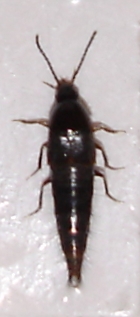 Atanygnathus terminalis, 2009-08-12