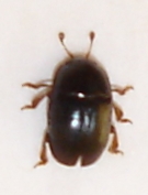 Meligethes atramentarius, Bl, Valje, 2008-05-02