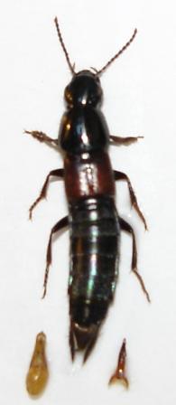 Quedius balticus, S&ouml;lvesborg, 1 september 2011