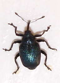 Ceutorhynchus barbareae, Stern&ouml;, Karlshamn, 2010-05-24