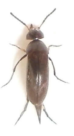 Mordellistena bicoloripilosa, S&ouml;lvesborg, 5 juli 2011