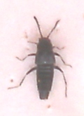 Brachyusa concolor, Karlshamn, 2008-07-21