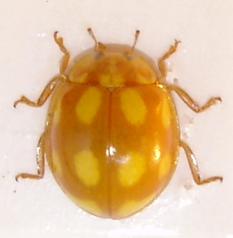 Nyckelpigan Calvia decemguttata, Bl, Valje, 2008-05-02