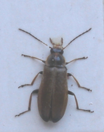 Osphya bipunctata 2006-06-14